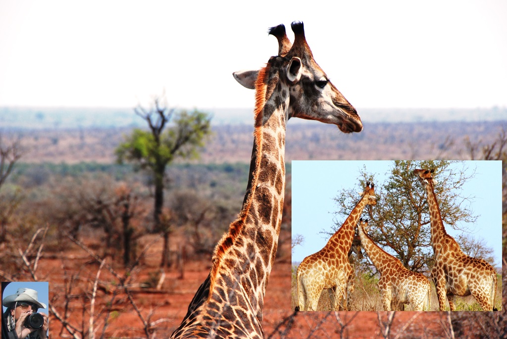 06-animale-4 06-animale-4_w