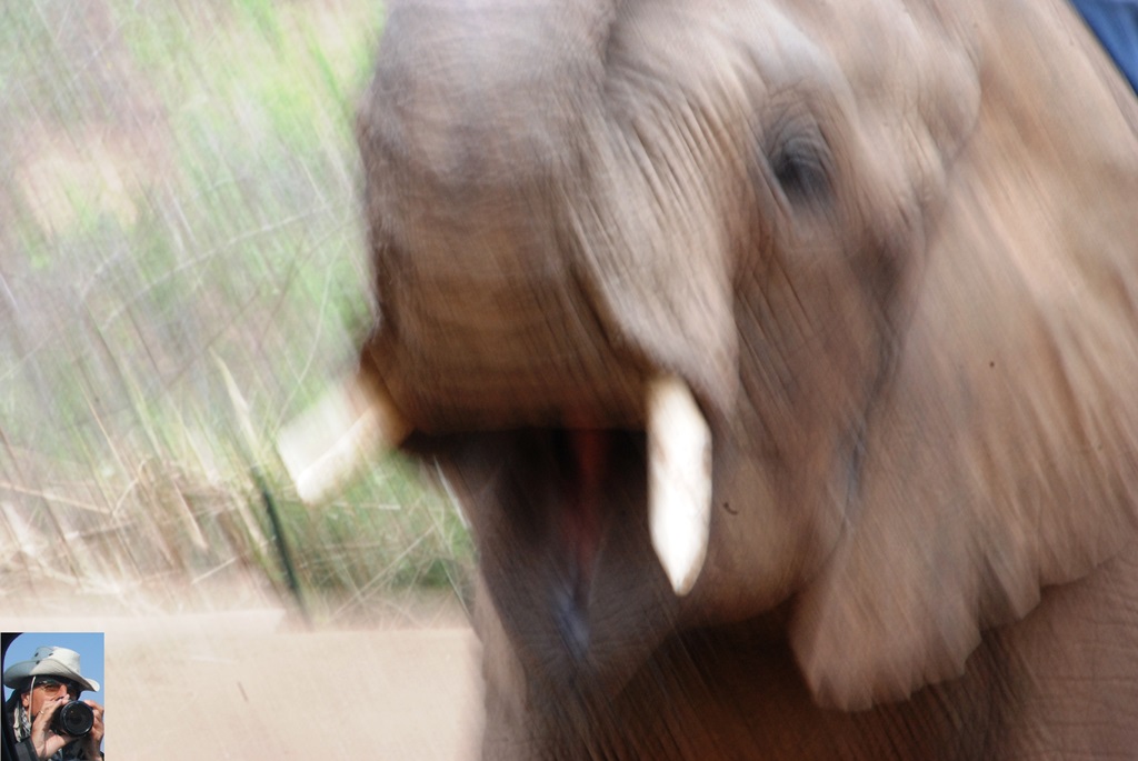 10-elefante-2 10-elefante-2_w