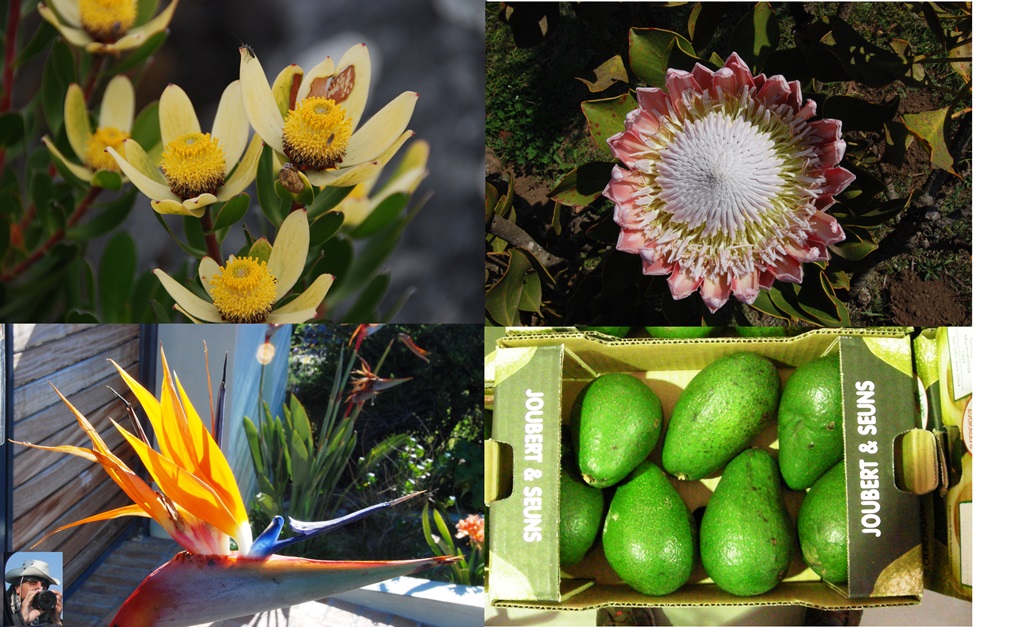 15-fiori-e-frutt 15-fiori-e-frutti_w