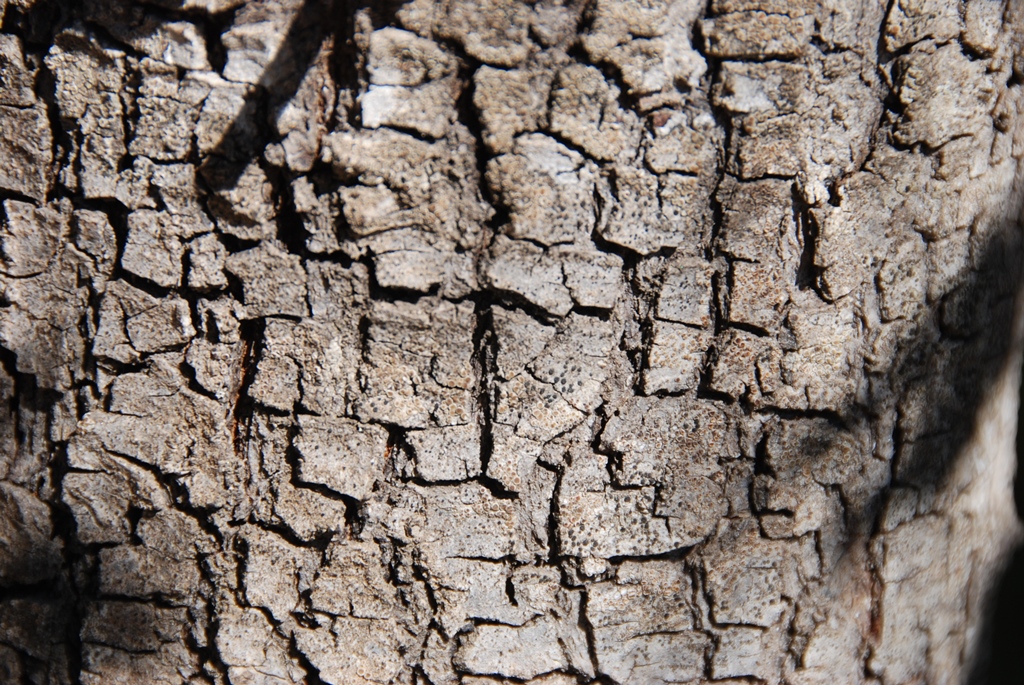 21_albero