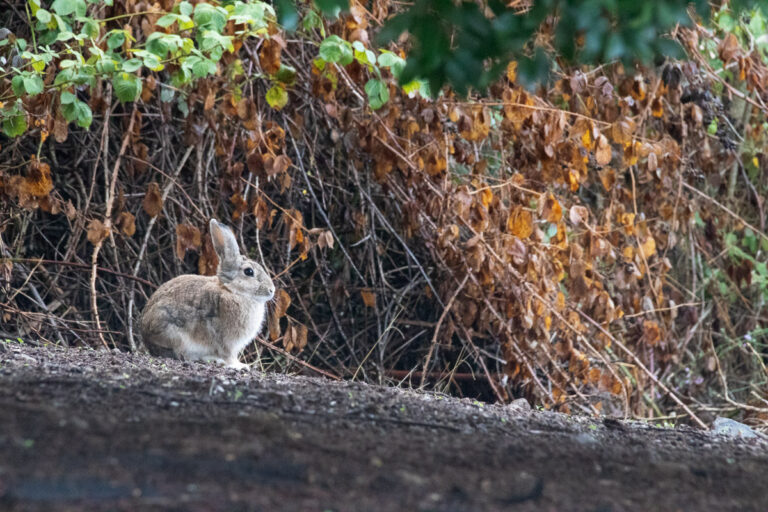 Scopri di più sull'articolo Uscita nel Parco della Caffarella (01-10-2022)