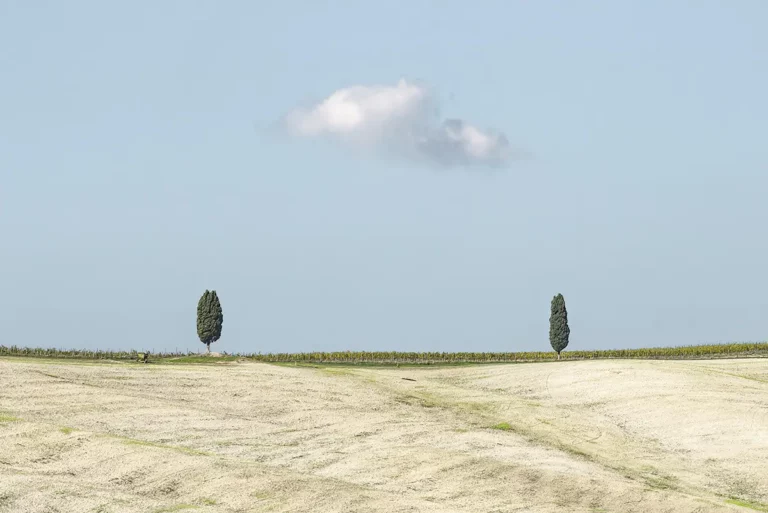 Scopri di più sull'articolo RISULTATI PRIMO PHOTOCONTEST 2024 – Un mondo di alberi