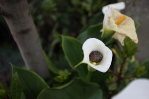 45-Nel-cuore-di-una-calla