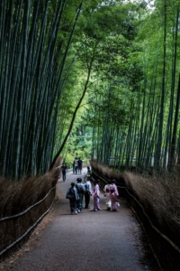 73-La-Foresta-di-Bambu