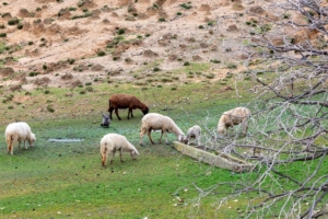 francesca mariani -ma non siamo in campagna