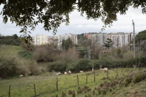 carlo rampioni - natura e città 