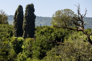 francesca mariani 